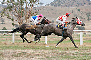 Tävlingar i galopp är oerhört spännande och fartfyllda