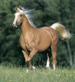 Tamhästen (Equus ferus caballus)